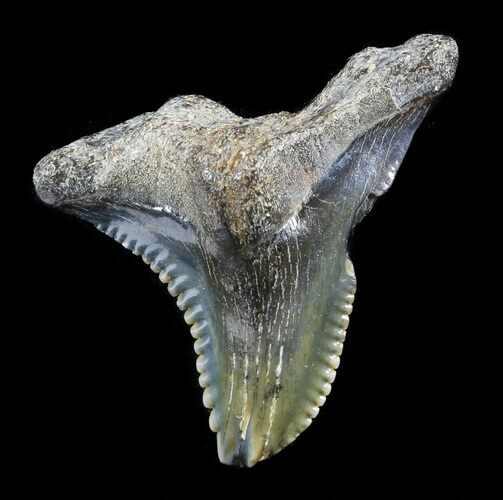 Large, Hemipristis Shark Tooth Fossil - Virginia #50030